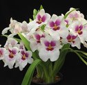Orquídeas – Aprenda a Cultivar estas Lindas Flores