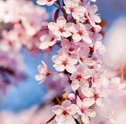Flor de Cerejeira – Conheça Mais Sobre a Bela Lenda Japonesa