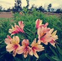 Astromélias – Conheça esta Linda Flor e Presenteie Alguém Especial