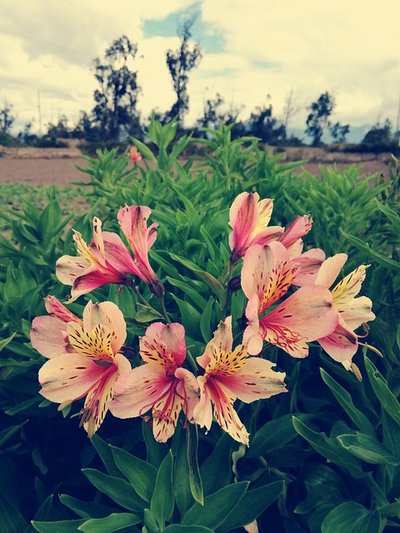 Astromélias – Conheça esta Linda Flor e Presenteie Alguém Especial