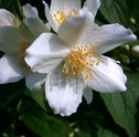 Flores Medicinais – Conheça suas Diversas Propriedades
