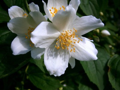 Flores Medicinais – Conheça suas Diversas Propriedades