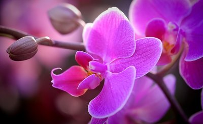 Orquídeas – Conheça a Planta Destaque do Reino Vegetal!