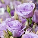 Lisianthus – A Flor de quem se Entrega ao Amor