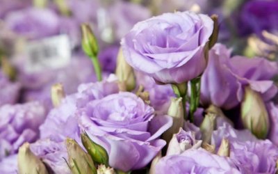 Lisianthus – A Flor de quem se Entrega ao Amor