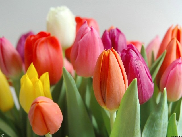 Tulipas | Flores que são ícones de beleza e sofisticação