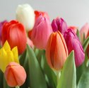 Tulipas | Flores que são ícones de beleza e sofisticação