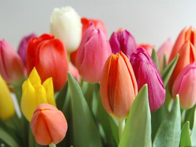 Tulipas | Flores que são ícones de beleza e sofisticação
