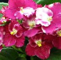 Dicas de Como Cultivar as Delicadas Violetas