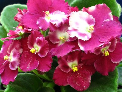 Dicas de Como Cultivar as Delicadas Violetas