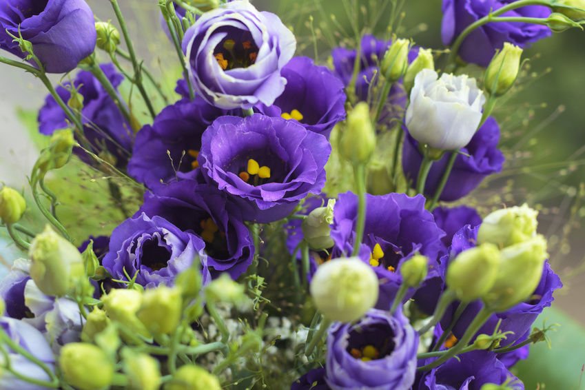 Flor de Lisianthus é Delicada e Exótica
