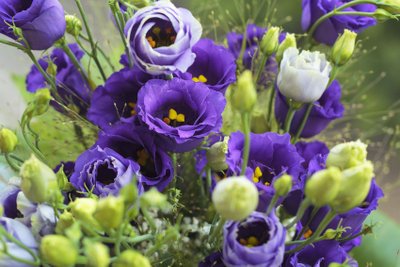 Flor de Lisianthus é Delicada e Exótica