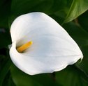 Conheça o Copo de Leite: A Flor da Paz