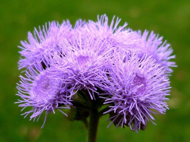 Conheça as ageratos | essas flores puras e delicadas