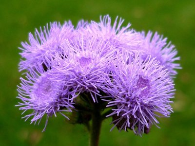 Conheça as ageratos | essas flores puras e delicadas