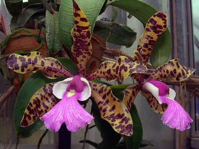 Conheça as principais espécies de Orquídeas e dicas de cuidados