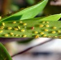 Pragas em seu Jardim – Saiba Como Acabar Elas!