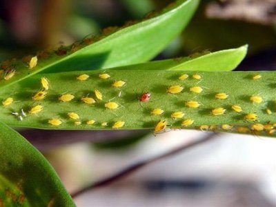Pragas em seu Jardim – Saiba Como Acabar Elas!