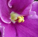 Saiba como manter as violetas floridas por mais tempo