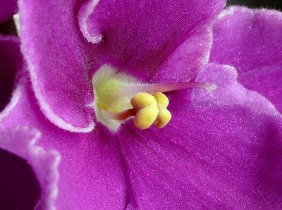 Saiba como manter as violetas floridas por mais tempo