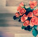 Conheça os Principais Cuidados Com as Rosas