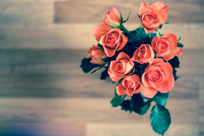 Conheça os Principais Cuidados Com as Rosas