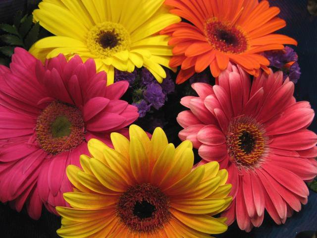 Entusiasme-se com as Cores Vibrantes das Encantadoras Gérberas