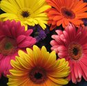 Entusiasme-se com as Cores Vibrantes das Encantadoras Gérberas