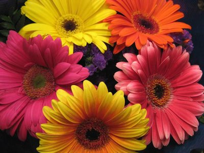 Entusiasme-se com as Cores Vibrantes das Encantadoras Gérberas