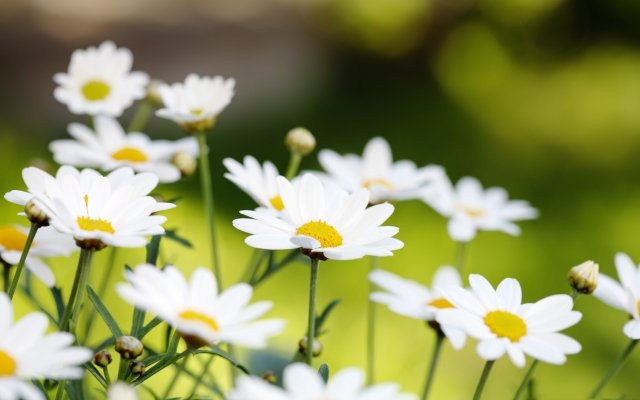 Conheça as Margaridas e Aprenda a Cultivar estas Lindas Flores