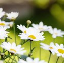 Conheça as Margaridas e Aprenda a Cultivar estas Lindas Flores