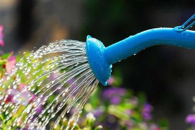 Ideias para Regar o Jardim de Forma Amiga do Ambiente