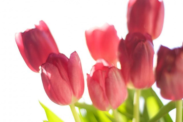 Simbolismo e Encanto: Saiba Tudo sobre Tulipas