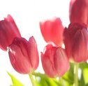 Simbolismo e Encanto: Saiba Tudo sobre Tulipas