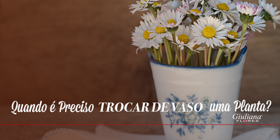 Quando é Preciso Trocar de Vaso uma Planta?