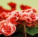 Saiba Tudo sobre as Begônias: As Flores da Jovialidade
