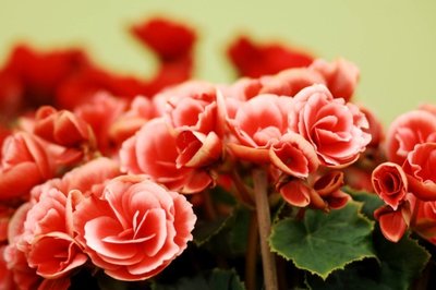 Saiba Tudo sobre as Begônias: As Flores da Jovialidade