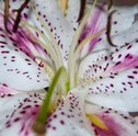 Conheça Mais Sobre os Lírios: Flores Símbolo da Pureza