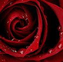 Rosas – As Flores mais Populares do Mundo