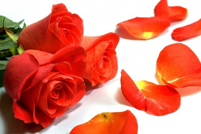 Surpreenda uma Pessoa Especial com Lindas Flores