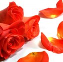 Surpreenda uma Pessoa Especial com Lindas Flores