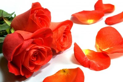 Surpreenda uma Pessoa Especial com Lindas Flores