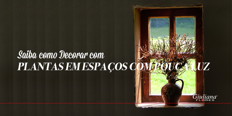 Plantas em Espaços com Pouca Luz – Saiba como Decorar!