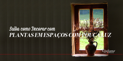 Plantas em Espaços com Pouca Luz – Saiba como Decorar!