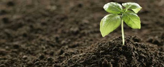 Saiba mais Sobre a Importância da Adubação para as Plantas