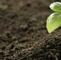 Saiba mais Sobre a Importância da Adubação para as Plantas