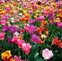 Conheça os Significados das Flores e Suas Cores