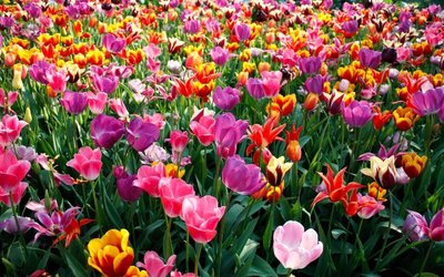 Conheça os Significados das Flores e Suas Cores