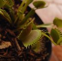 Plantas Carnívoras | A Giuliana Flores conta tudo para você