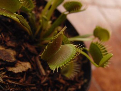 Plantas Carnívoras | A Giuliana Flores conta tudo para você